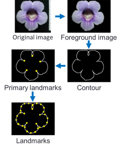 Flowchart for front view
