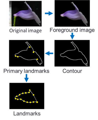 Flowchart for side view
